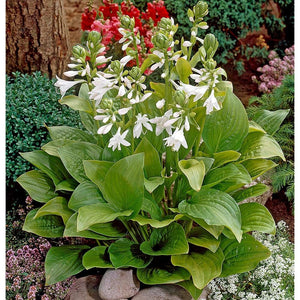1 gal. Royal Standard Hosta Shrub with Large Dimpled Heart Shaped Leaves and Aromatic White Flowers