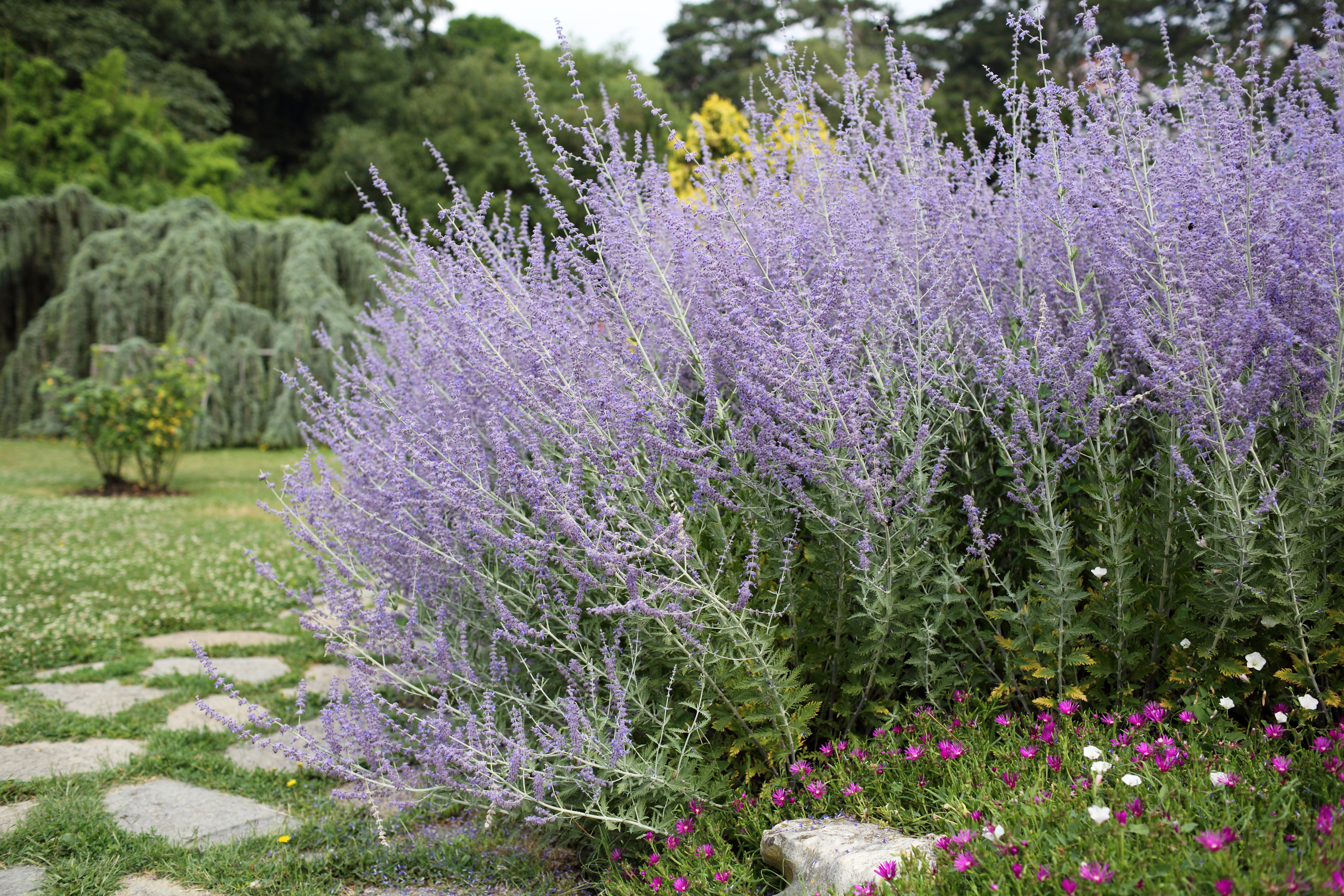 lavender and sage plants 1 gal. Russian Sage Flowering Shrub with Very Hardy Profuse Lavender F – Online Orchards