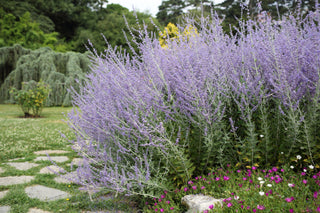 1 gal. Russian Sage Flowering Shrub with Very Hardy Profuse Lavender Flower Spikes