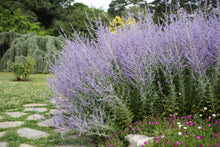 1 gal. Russian Sage Flowering Shrub with Very Hardy Profuse Lavender Flower Spikes