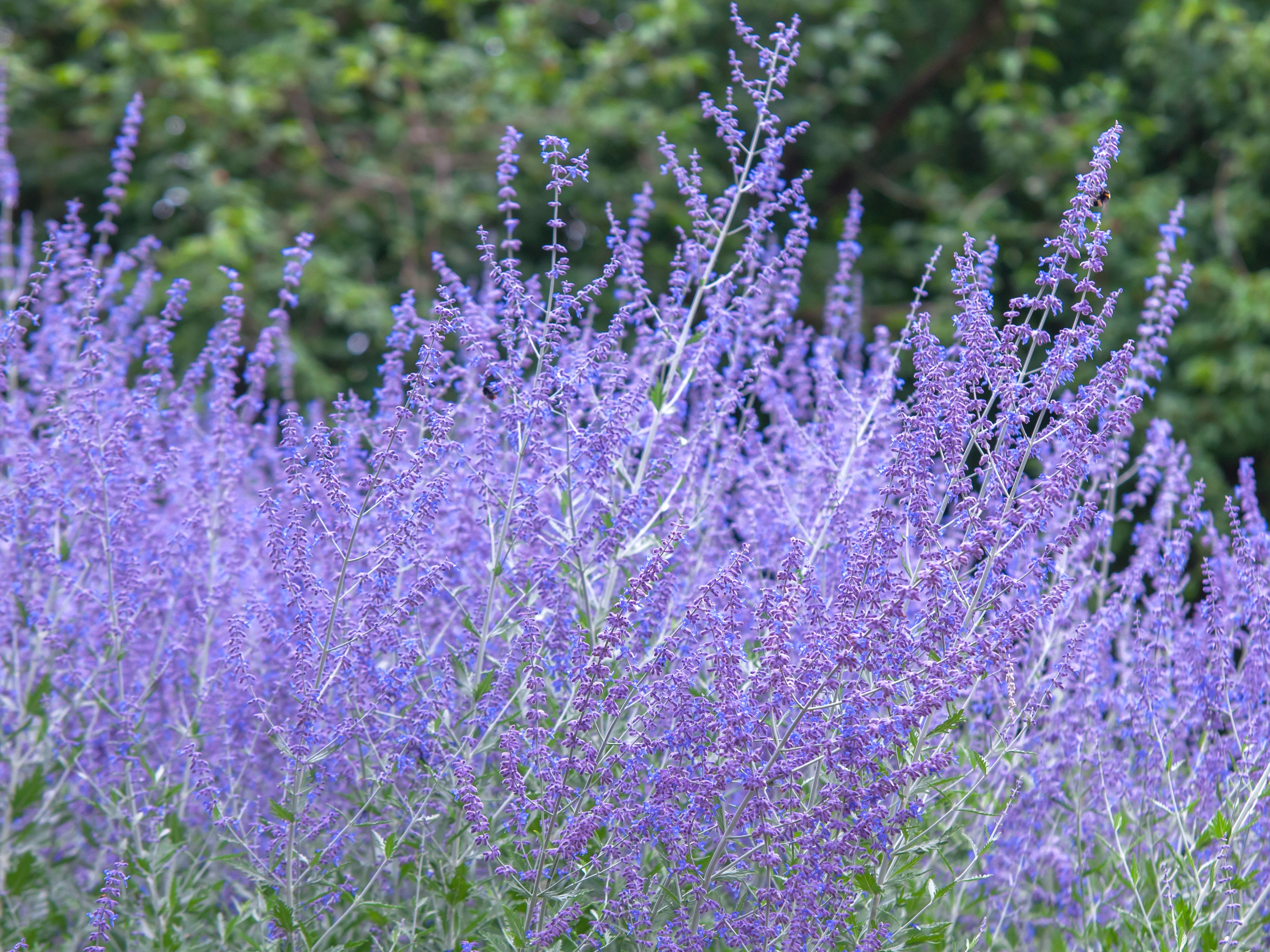 russian lavender plant 1 gal. Russian Sage Flowering Shrub with Very Hardy Profuse Lavender F – Online Orchards
