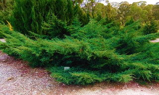Sea Green Juniper Shrub (1 Gal) - Fountain shaped foliage that changes to a darker green in winter!