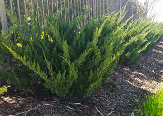 Sea Green Juniper Shrub (1 Gal) - Fountain shaped foliage that changes to a darker green in winter!
