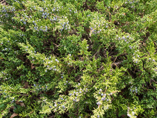 Sea Green Juniper Shrub (1 Gal) - Fountain shaped foliage that changes to a darker green in winter!