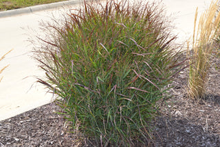 1 Gal. Shenandoah Red Switch Grass