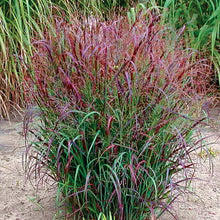1 Gal. Shenandoah Red Switch Grass