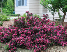 "Shining Sensation" Weigela (1 Gallon) - Prolific, shiny purple foliage contrasts perfectly with its bright pink flowers.
