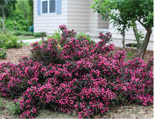 "Shining Sensation" Weigela (1 Gallon) - Prolific, shiny purple foliage contrasts perfectly with its bright pink flowers.