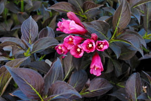 "Shining Sensation" Weigela (1 Gallon) - Prolific, shiny purple foliage contrasts perfectly with its bright pink flowers.