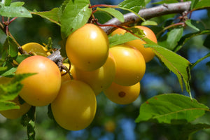 Shiro Plum Tree - One of the heaviest producing plum trees! (2 years old and 3-4 feet tall.)