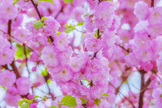 Shogetsu Cherry Blossom Tree (Bare Root, 3 ft. to 4 ft. Tall)