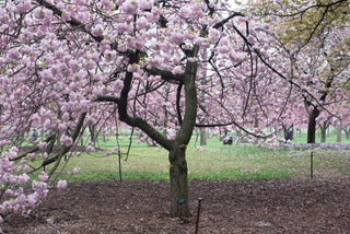 Shogetsu Cherry Blossom Tree (Bare Root, 3 ft. to 4 ft. Tall)