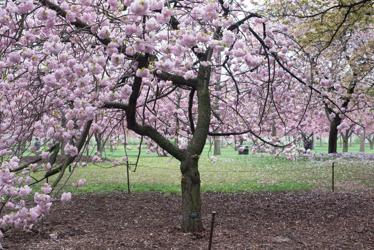 Shogetsu Cherry Blossom Tree (Bare Root, 3 ft. to 4 ft. Tall) – Online ...