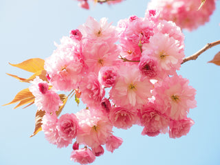 Shogetsu Cherry Blossom Tree (Bare Root, 3 ft. to 4 ft. Tall)