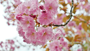Shogetsu Cherry Blossom Tree (Bare Root, 3 ft. to 4 ft. Tall)
