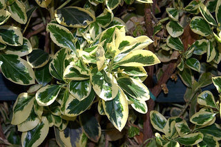 Silver King Euonymus (1 Gallon) - Glossy evergreen leaves with silvery white edges, drought, heat and cold tolerant!