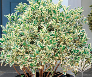 Silver King Euonymus (1 Gallon) - Glossy evergreen leaves with silvery white edges, drought, heat and cold tolerant!