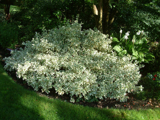 Silver King Euonymus (1 Gallon) - Glossy evergreen leaves with silvery white edges, drought, heat and cold tolerant!