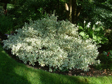 Silver King Euonymus (1 Gallon) - Glossy evergreen leaves with silvery white edges, drought, heat and cold tolerant!