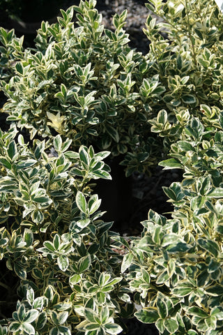 Silver King Euonymus (1 Gallon) - Glossy evergreen leaves with silvery white edges, drought, heat and cold tolerant!