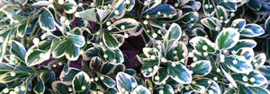 Silver King Euonymus (1 Gallon) - Glossy evergreen leaves with silvery white edges, drought, heat and cold tolerant!