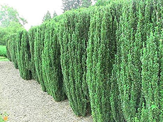 Sky Pencil Japanese Holly (1 Gallon) - Upright, columnar evergreen that's especially elegant in containers and as a hedge.