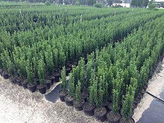 Sky Pencil Japanese Holly (1 Gallon) - Upright, columnar evergreen that's especially elegant in containers and as a hedge.