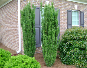 Sky Pencil Japanese Holly (1 Gallon) - Upright, columnar evergreen that's especially elegant in containers and as a hedge.