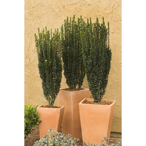 Sky Pencil Japanese Holly (1 Gallon) - Upright, columnar evergreen that's especially elegant in containers and as a hedge.