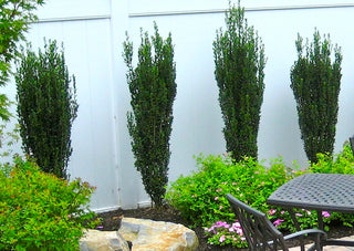 Sky Pencil Japanese Holly (1 Gallon) - Upright, columnar evergreen that's especially elegant in containers and as a hedge.