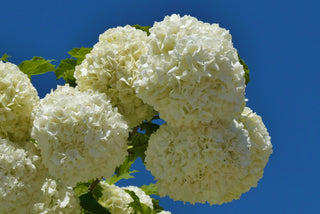 Snowball Viburnum Shrub (1 Gal) - Pure white florets bloom in perfect snowball-shaped globes. Deer resistant!