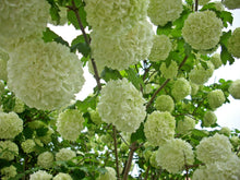 Snowball Viburnum Shrub (1 Gal) - Pure white florets bloom in perfect snowball-shaped globes. Deer resistant!