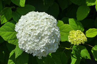 Snowball Viburnum Shrub (1 Gal) - Pure white florets bloom in perfect snowball-shaped globes. Deer resistant!