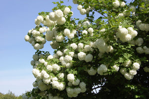Snowball Viburnum Shrub (1 Gal) - Pure white florets bloom in perfect snowball-shaped globes. Deer resistant!