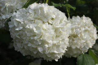 Snowball Viburnum Shrub (1 Gal) - Pure white florets bloom in perfect snowball-shaped globes. Deer resistant!
