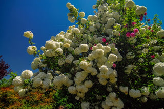 Snowball Viburnum Shrub (1 Gal) - Pure white florets bloom in perfect snowball-shaped globes. Deer resistant!