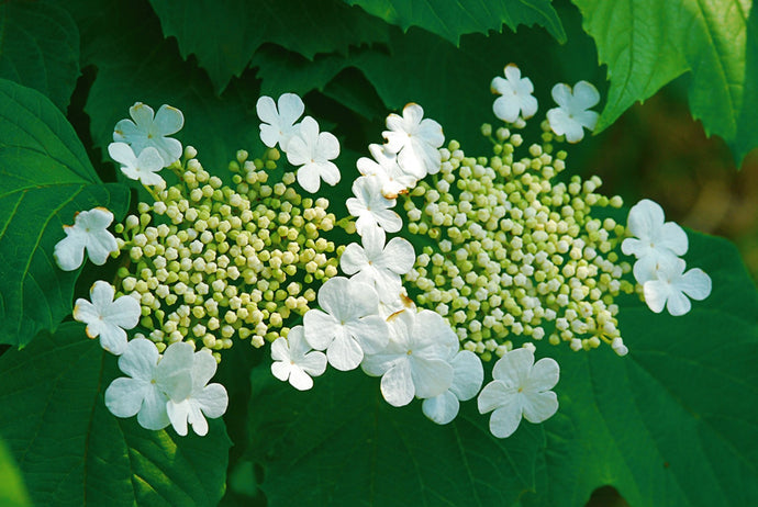 Summer Snowflake Viburnum Shrub (1 Gal) - Showy halos of pure white blossoms throughout summer!
