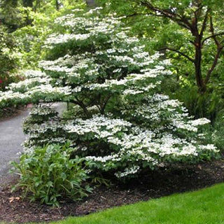 Summer Snowflake Viburnum Shrub (1 Gal) - Showy halos of pure white blossoms throughout summer!