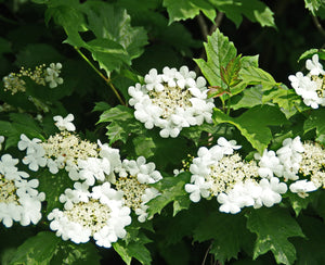 Summer Snowflake Viburnum Shrub (1 Gal) - Showy halos of pure white blossoms throughout summer!