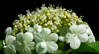 Summer Snowflake Viburnum Shrub (1 Gal) - Showy halos of pure white blossoms throughout summer!