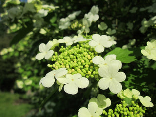 Summer Snowflake Viburnum Shrub (1 Gal) - Showy halos of pure white blossoms throughout summer!