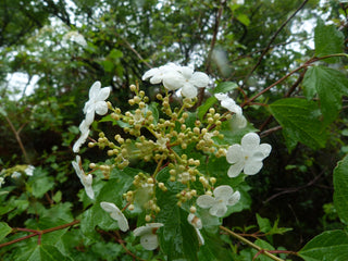 Summer Snowflake Viburnum Shrub (1 Gal) - Showy halos of pure white blossoms throughout summer!