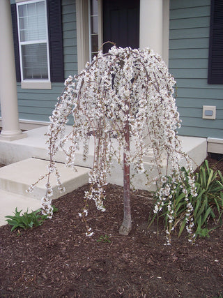 Snow Fountain Weeping Cherry Tree - Pure white blossoms flow like a fountain! (2 years old and 4 feet tall.)