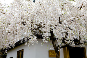 Snow Fountain Weeping Cherry Tree - Pure white blossoms flow like a fountain! (2 years old and 4 feet tall.)
