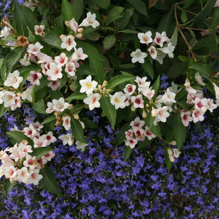 "Sonic Boom" Pearl Reblooming Weigela (1 Gallon) - Pearly white blossoms change to translucent pink from May until late summer!