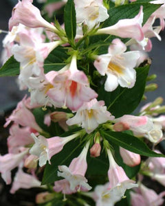 "Sonic Boom" Pearl Reblooming Weigela (1 Gallon) - Pearly white blossoms change to translucent pink from May until late summer!
