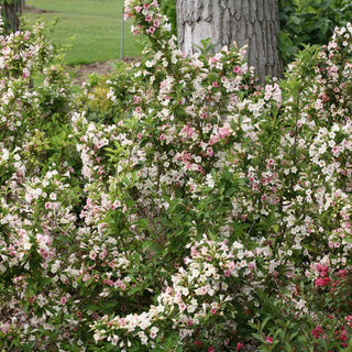 "Sonic Boom" Pearl Reblooming Weigela (1 Gallon) - Pearly white blossoms change to translucent pink from May until late summer!