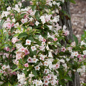 "Sonic Boom" Pearl Reblooming Weigela (1 Gallon) - Pearly white blossoms change to translucent pink from May until late summer!