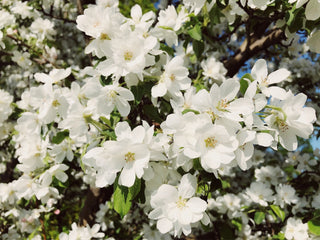 Spring Snow Flowering Apple Tree - Fruitless crabapple tree, elegant pure white flowers without the mess! (2 years old and 3-4 feet tall.)