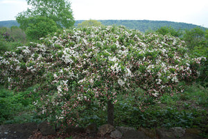 Spring Snow Flowering Apple Tree - Fruitless crabapple tree, elegant pure white flowers without the mess! (2 years old and 3-4 feet tall.)